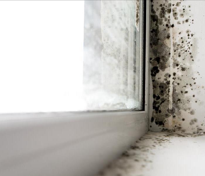 Mold growth in your home is damaging; clean up should be left to the experts