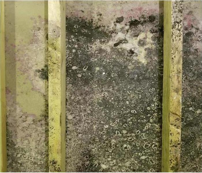 Mold behind the walls of commercial building