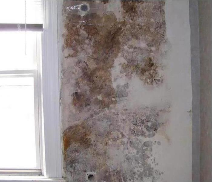 Signs of mold damage require help from SERVPRO