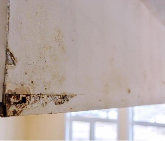 Mold growing on Phoenix home's drywall